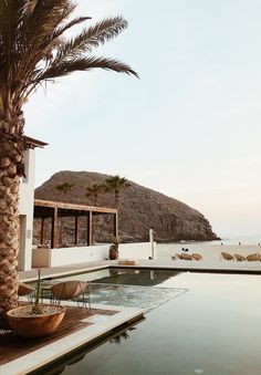 a palm tree sitting next to a swimming pool