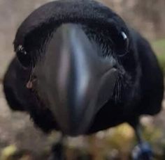 a large black bird standing on top of a dirt ground