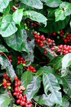 coffee beans are growing on the tree and ready to be picked from it's leaves