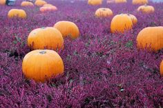 many pumpkins are sitting in the middle of purple flowers