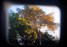 the view from inside an airplane looking up at trees