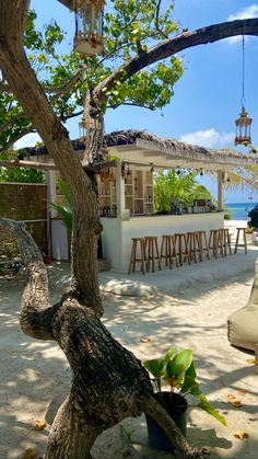 a tree that is sitting in the sand near a building with a bar on it