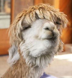 a close up of a llama's face with its eyes closed