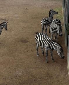 several zebras are standing in the dirt near a building