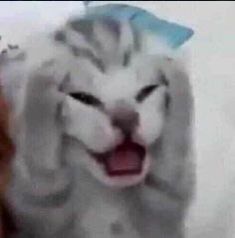 a blurry image of a cat with its mouth open next to a stuffed animal