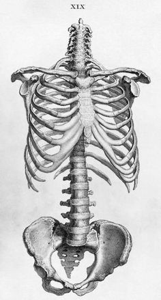 an image of a skeleton with the ribs exposed