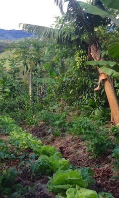 a lush green forest filled with lots of leafy plants on top of a hillside