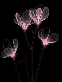 three pink flowers on a black background