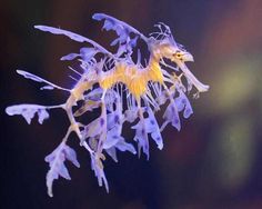 Caballitos y Dragones Marinos Birch Aquarium, Leafy Sea Dragon, Mythical Dragons, Marine Fish, Seahorses, Sea Creature