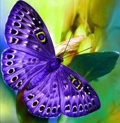 a purple butterfly sitting on top of a green leaf