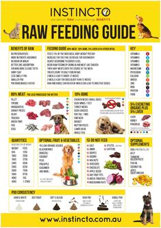 an info sheet with instructions on how to feed your dog