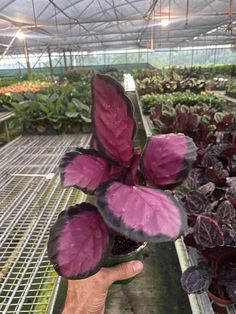 a person holding up a purple flower in a greenhouse