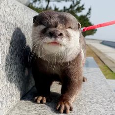 an animal that is standing next to a wall