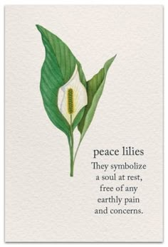 Lily Symbolism Meaning, Peace Lily Meaning, Flowers With Meaning Messages, Lily Quotes Flowers Words, Peace Lily Tattoo, Lily Symbolism, Condolences Flowers, Lily Quotes, Flowers With Meaning