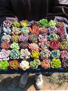 there are many succulents in the tray on this man's lap