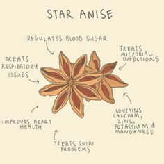 star anise diagram with labels on it