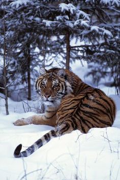 a tiger laying in the snow next to some trees