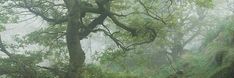 two sheep are grazing in the woods on a foggy day