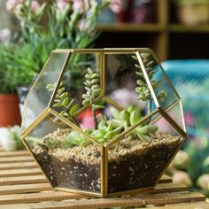 a glass vase filled with plants sitting on top of a wooden table next to potted plants