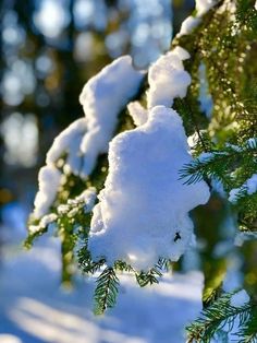 snow on the branches of a pine tree