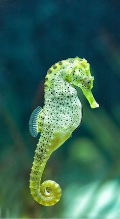 a sea horse is swimming in the water