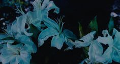 some white flowers are blooming in the dark night time photo taken with a polaroid camera