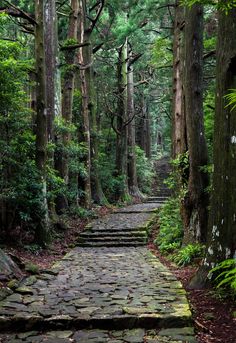 a stone path in the middle of a forest