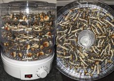 two pictures side by side one shows the inside of a food dehydrator and the other shows bugs in it