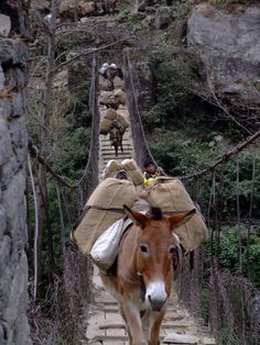 several donkeys are walking down a bridge with bags on their backs and people in the background