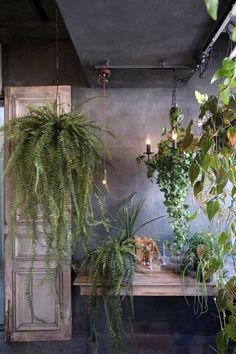 some plants are hanging from the ceiling in a room