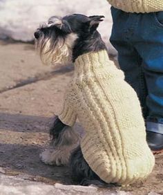 a small black and white dog standing next to a person wearing a sweater with his leg in the air