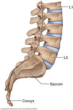 an image of the back of a human skeleton with its ribs and saculas labeled