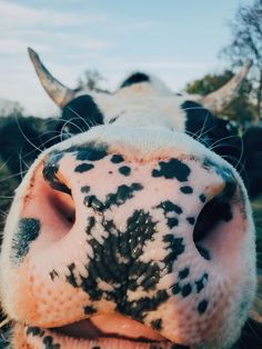 the nose of a cow with black spots on it's face