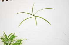 a green plant sitting next to a white wall