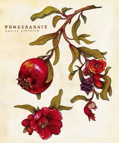 an illustration of pomegranate with leaves and flowers