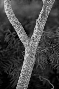 a black and white photo of a tree branch