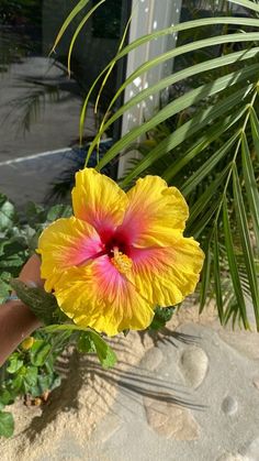 a yellow and pink flower in someone's hand