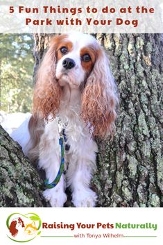 a brown and white dog sitting on top of a tree next to a park sign