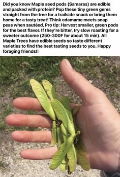 a hand holding some kind of green plant in it's right hand, with the caption below