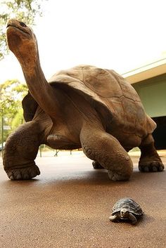 a turtle and a baby turtle on the ground