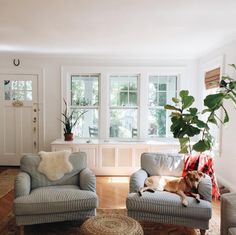 a living room with two couches and a dog laying on the armrests