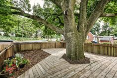 a large tree sitting on top of a wooden deck