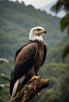 an eagle sitting on top of a tree branch