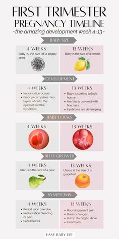 the first trimester pregancy time line is shown in this graphic diagram, which shows