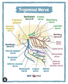 Trigeminal Nerve Anatomy, Anatomy Diagrams, Trigeminal Nerve, Nerve Anatomy, Dental Assistant Study, Anatomy Medical, Anatomy Lessons