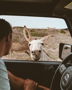 a man driving a car with a donkey in the background