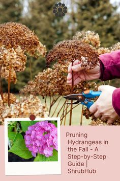 a person is pruning hydrangeas in the fall - a step - by - step guide