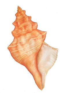 an orange and white sea shell on a white background with watercolors in it