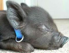 a small black pig laying on top of a carpet next to a white door and wearing a blue collar