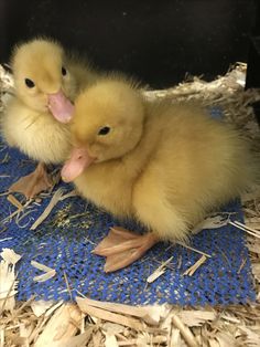 two baby ducks are sitting in the hay